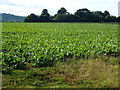 Sugar beet on The Devon