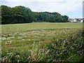SC2169 : Wildflowers in a field of oats near Ballagawne by Christine Johnstone