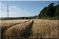 Ripening barley, Buchley Farm