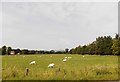 Field of sheep at Carse Grange