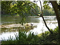 A cormorant on Perch Pond