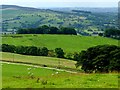 SJ9864 : Looking over Buxton Brow by Graham Hogg