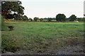 Cattle, Shutebridge Farm