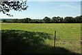 Sheep, Broadridge Farm