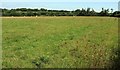 Sheep pasture, Middle Whitestone