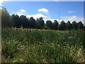 Castle Donington trackway