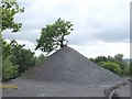 Tree growing on Slag Heap at Lyme and Wood Pits Colliery Site