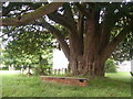 SN0103 : Nash Church - old Yew tree and graves by welshbabe