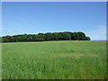 Farmland towards Stemster House woodland