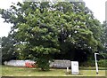 Tree on County Way, Trowbridge