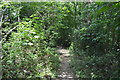 Footpath, Brokes Wood