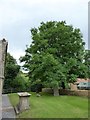 St Mary, Old Dilton: churchyard (2)