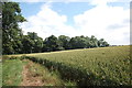 Footpath at the edge of the field