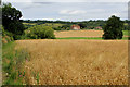 Looking towards Birling Place Farm