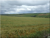 ND0466 : Crop field, Braes of Brimside by JThomas