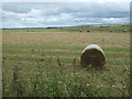 Silage field, Newlands of Geise