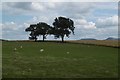 Sheep near Middleton Grange