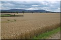 Field, edge of Hutton Rudby