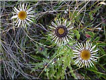 TQ1350 : Wildflowers of chalk downland: carline thistle (Carlina vulgaris) at Ranmore (3) by Stefan Czapski