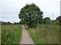ST0616 : Grand Western Canal towpath and phone mast by David Smith
