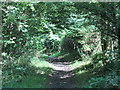 Path by the River Irthing