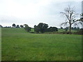 Grazing near Marston Montgomery