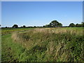 Drain near Swinderby House