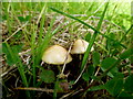 Mushrooms, Mount Stewart