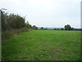 Grazing near New Farm