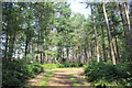 SJ5472 : Path through Delamere Forest by Jeff Buck