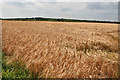 Field of Barley