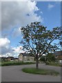 Marston St Lawrence: tree near the play area