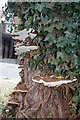 Bracket Fungus on a Stump