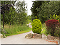 Path into Saltburn Community Woodland