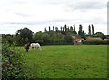 Horses near Wood Farm, Rushock, Worcestershire