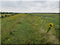 Path along the sea wall, Canvey Island