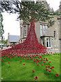 Poppy Window