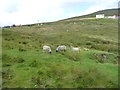 SC3986 : Moorland sheep, Bungalow, Snaefell by Christine Johnstone