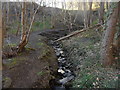 Un-named stream in Chopwell Wood