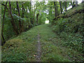 Forest track in Big Wood, Cwm Nant-y-Meichiaid