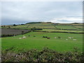 SC4792 : Cattle grazing near Lewaigue by Christine Johnstone