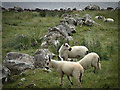 A ruined wall and black nosed sheep