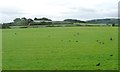 SC4789 : Rooks on a pasture field, near Ballaskeig Mooar by Christine Johnstone