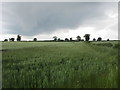 Wheatfield near Astwell New Park Farm