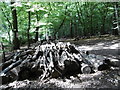 Logs piles up in Coldfall Wood