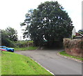 Tree near the southern end of Bosworth Drive, Newport