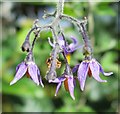 Woody Nightshade (Solanum dulcamara)