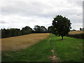 Grassy track and oats near Primrose Farm