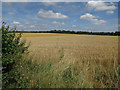 Wheat field by Burwell Road