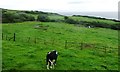 SC4584 : Farm track through clifftop pasture fields by Christine Johnstone